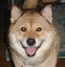 柴犬
