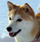 柴犬