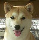 柴犬
