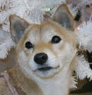 柴犬