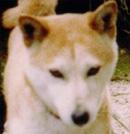 柴犬