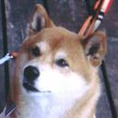 柴犬