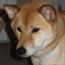 柴犬