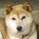 柴犬