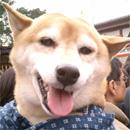 柴犬