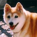 柴犬