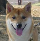 柴犬