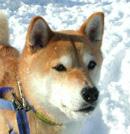 柴犬
