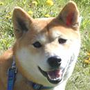柴犬