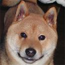 柴犬