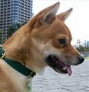 柴犬