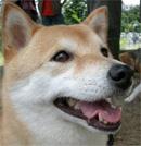 柴犬