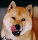 柴犬