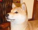 柴犬