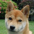 柴犬
