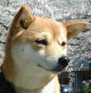 柴犬
